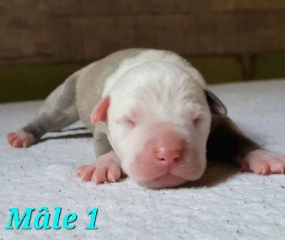 Laura Thillier - American Staffordshire Terrier - Portée née le 22/07/2022