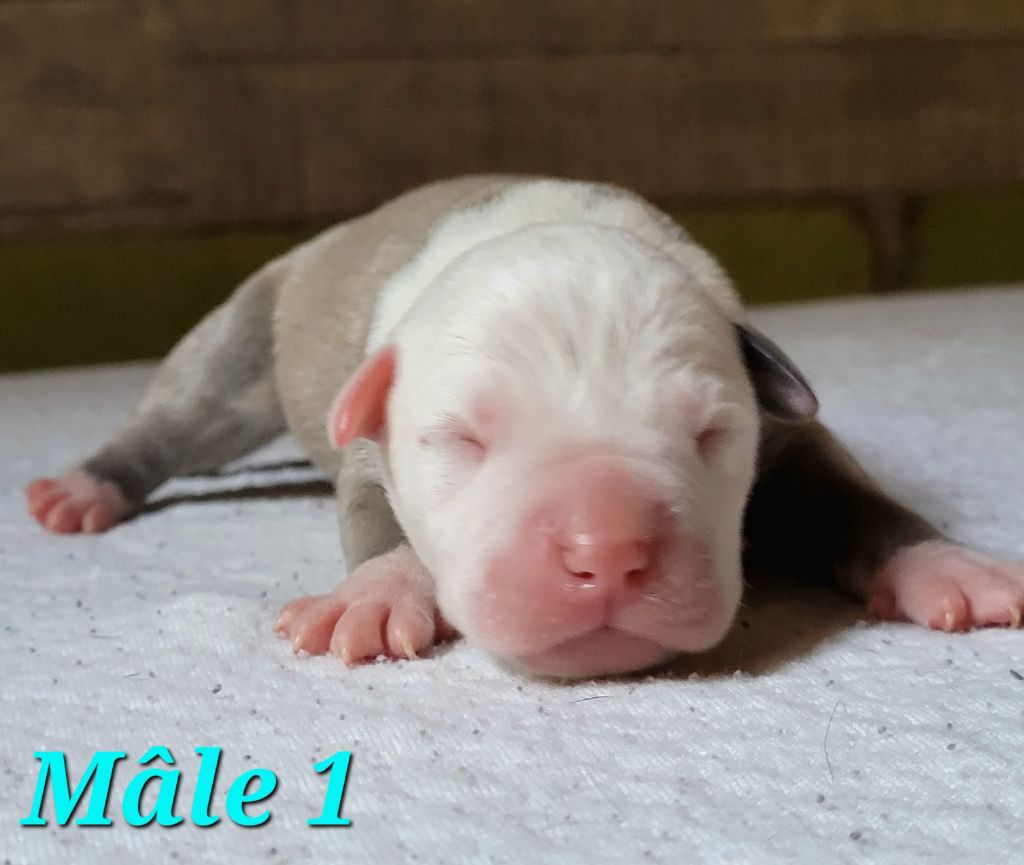 Laura Thillier - Chiot disponible  - American Staffordshire Terrier