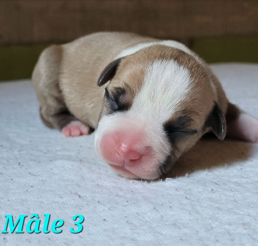 Laura Thillier - Chiots disponibles - American Staffordshire Terrier