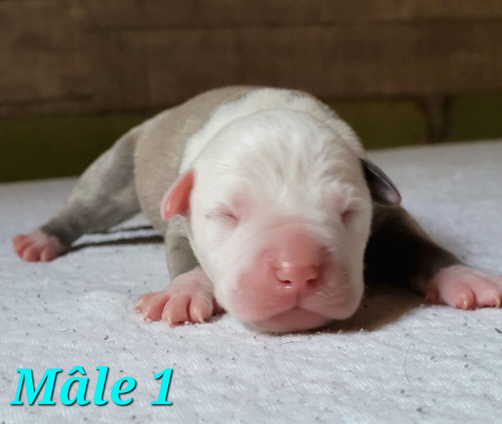 Laura Thillier - Chiots disponibles - American Staffordshire Terrier